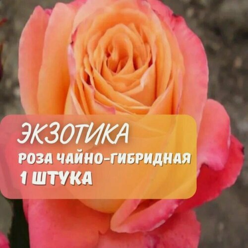 Изображение товара Роза чайно-гибридная Exotika, оранжевая, многолетняя, высота 50 см