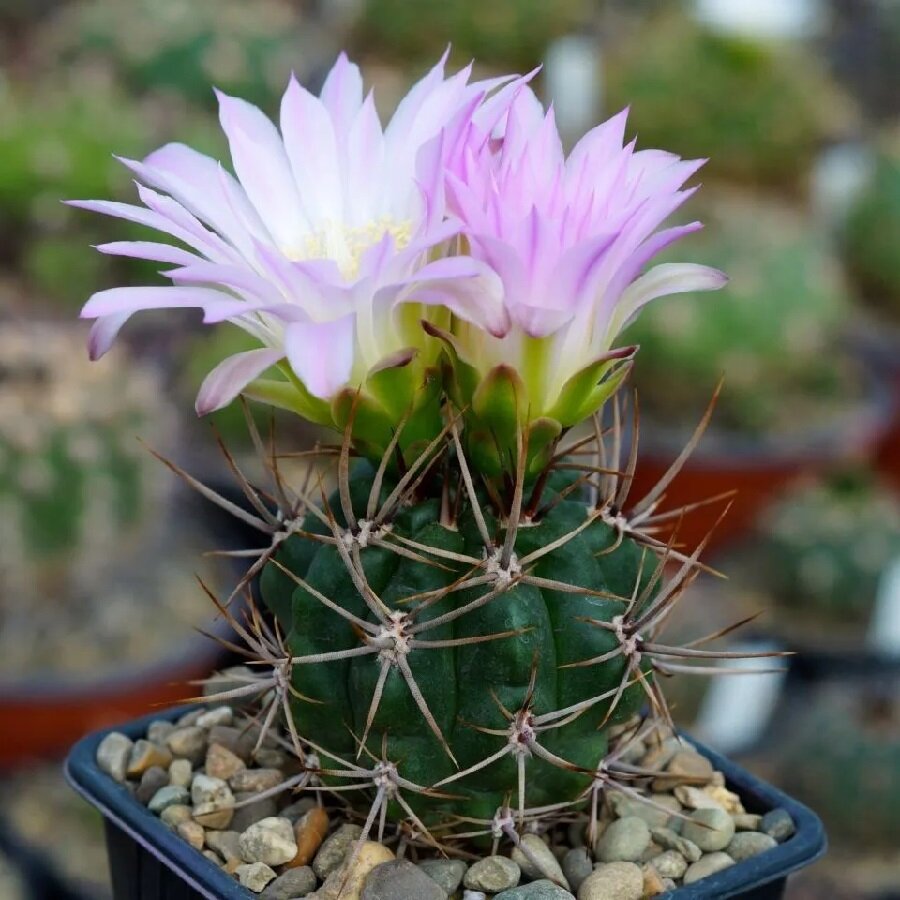 Семена Deodar SEEDS COMPANY Кактус Gymnocalycium horridispinum 10 шт.