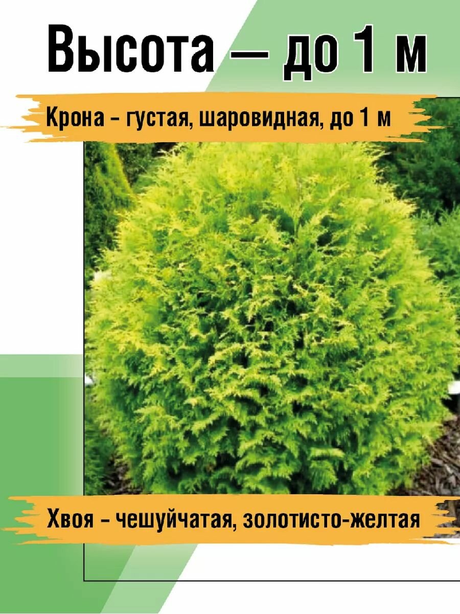 Изображение Туя западная Голден Глоб