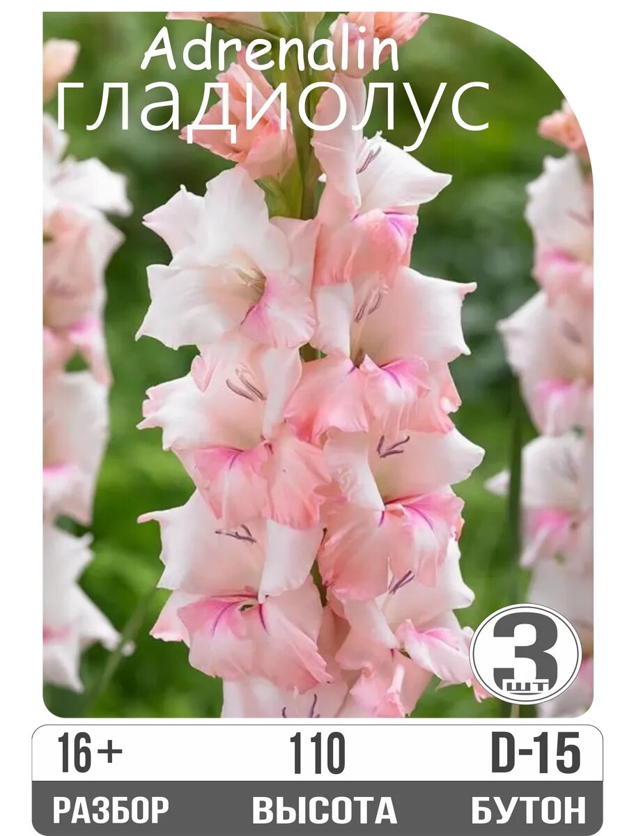 Луковицы гладиолуса "Адреналин" крупноцветковый многолетник розовый высота 110 шт  3шт Eywa