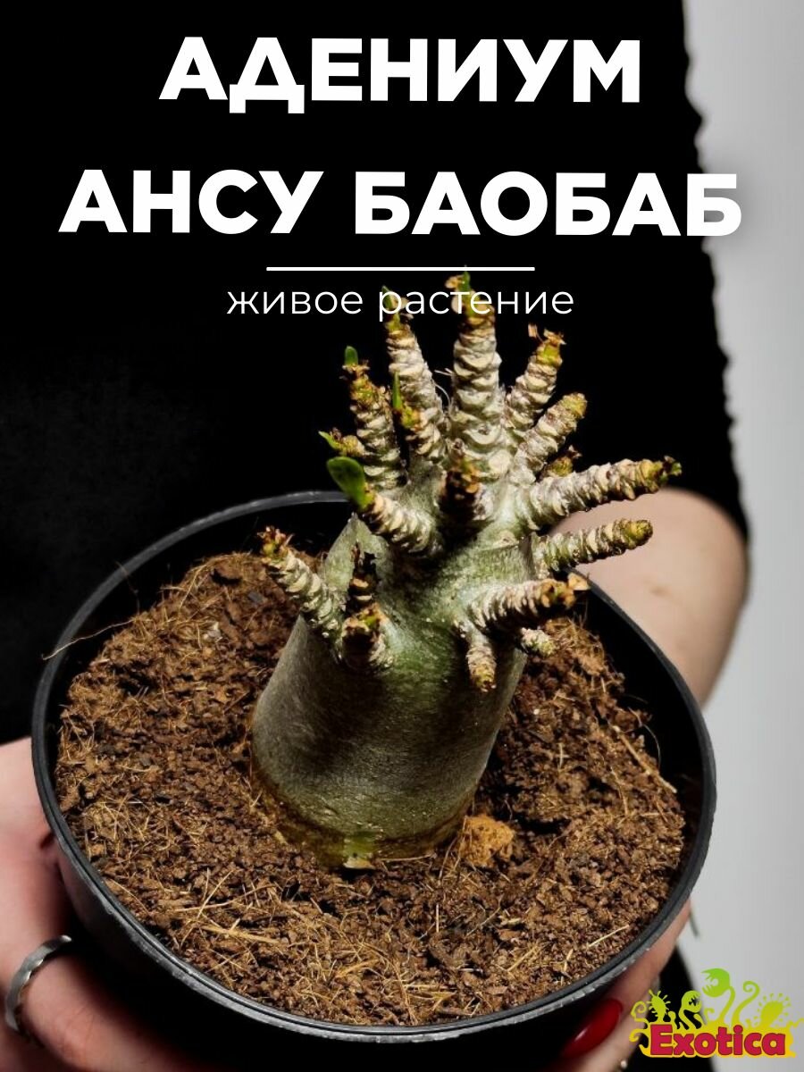 Адениум Ансу Баобаб (лат. Adenium Ansu Baobab) D12см домашнее растение