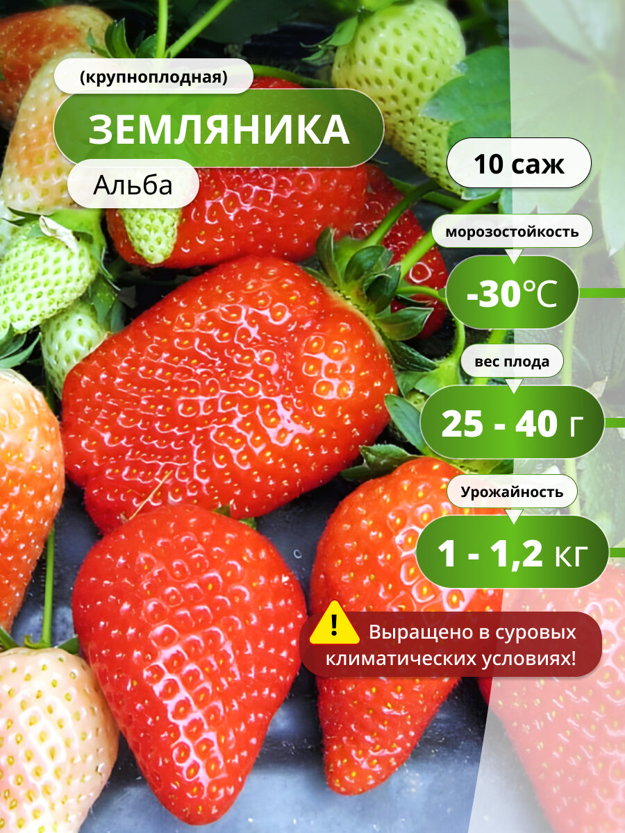 Клубника (крупноплодная) Альба 10 шт саженцы клубники цвет красный