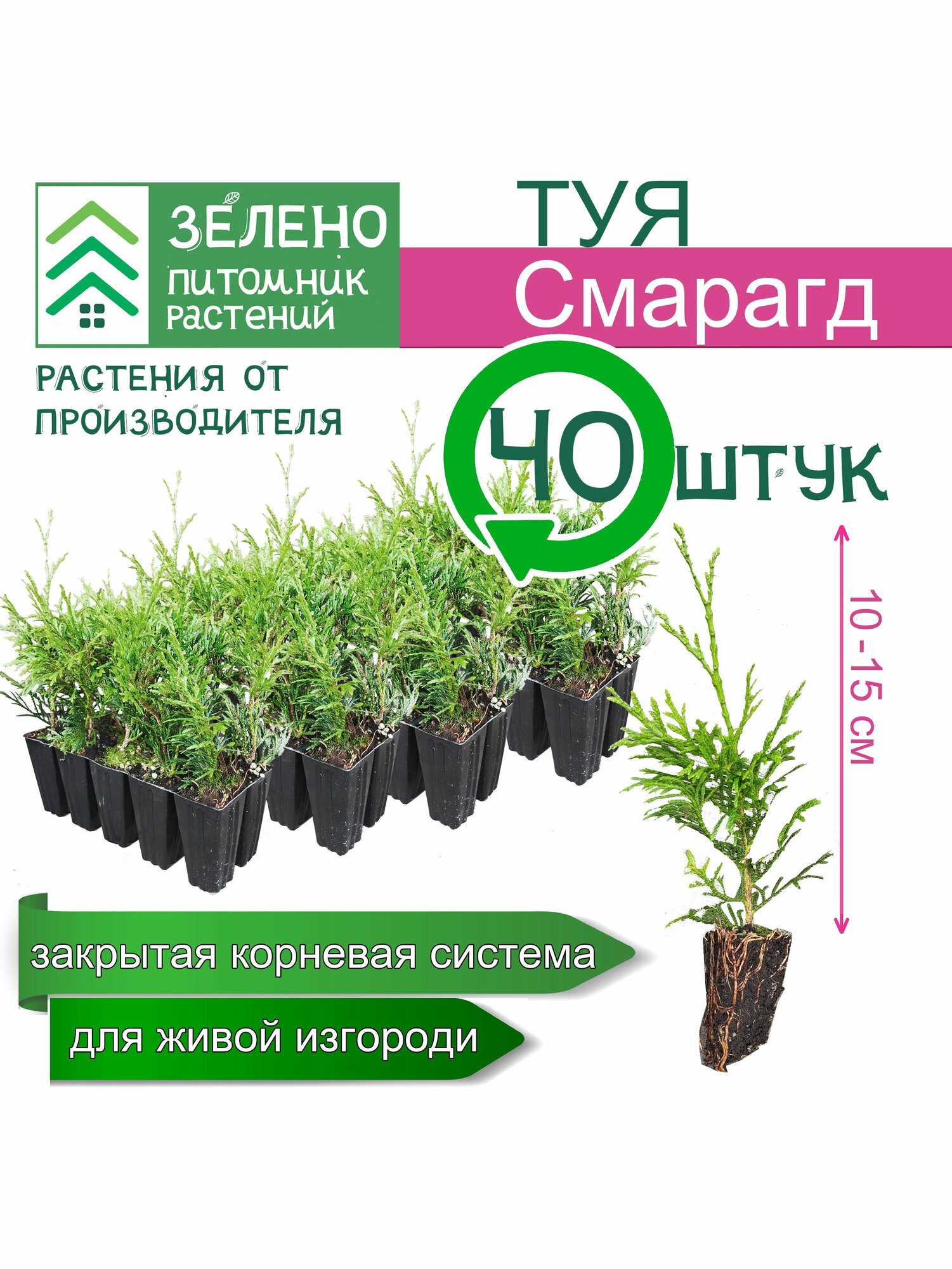 Туя Смарагд 10-15см 40 саженцев набор