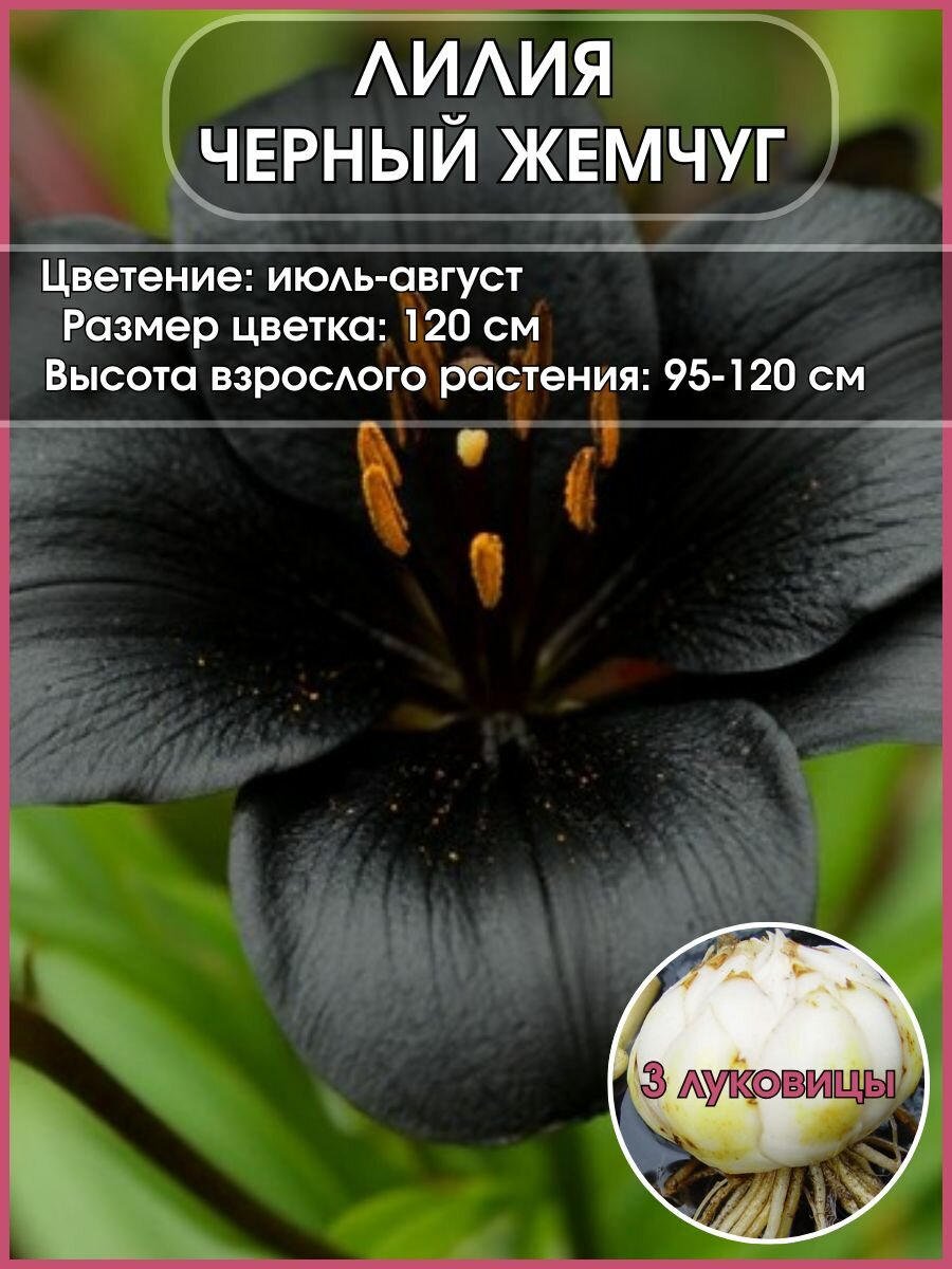 Лилия азиатская Черный жемчуг луковицы 3 штуки
