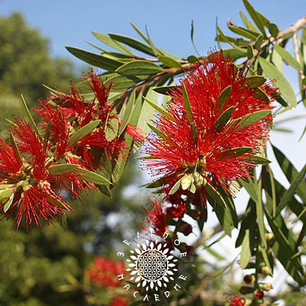 Семена Каллистемон лимонный (лат. Callistemon citrinus) 10шт от Green Legacy — фото 1