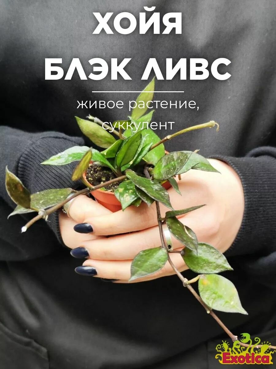 Хойя Блэк Ливс (Hoya Krohniana Black Leaves) D6см живой цветок