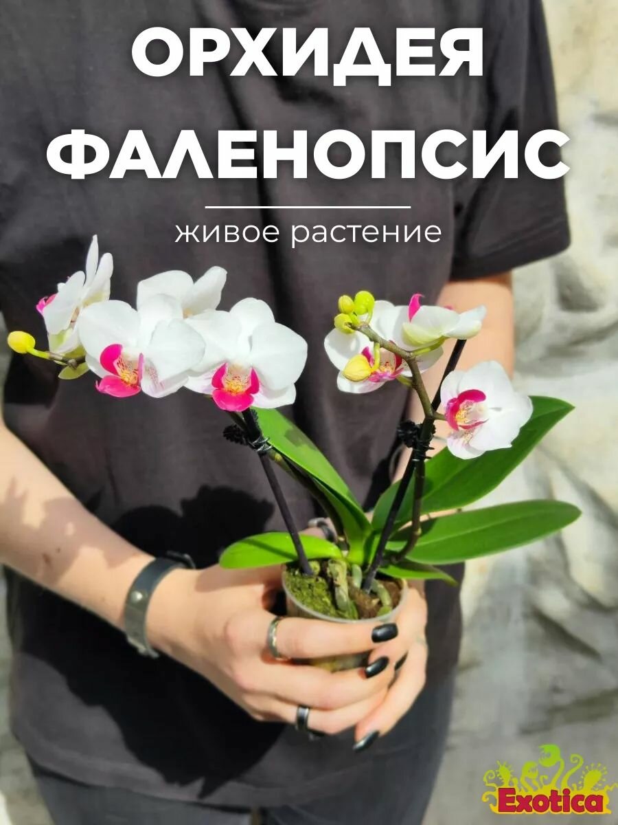 Орхидея Мини Фаленопсис Волшебная (Phalaenopsis Multiflora Magic) D6см? комнатный цветок