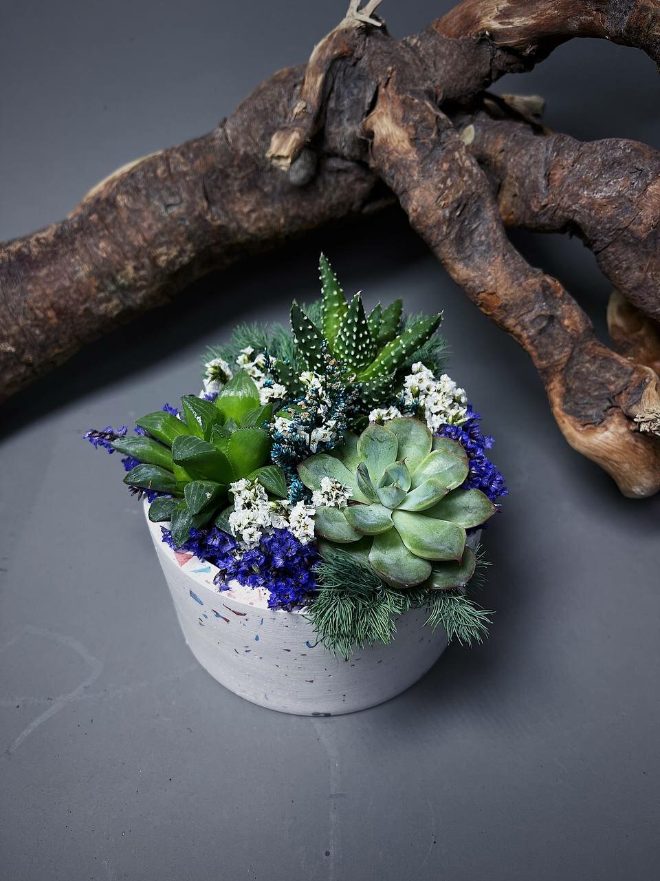 Садик из суккулентов в белом гипсовом кашпо от Flolefor 12х12х10 см (ДхШхВ)