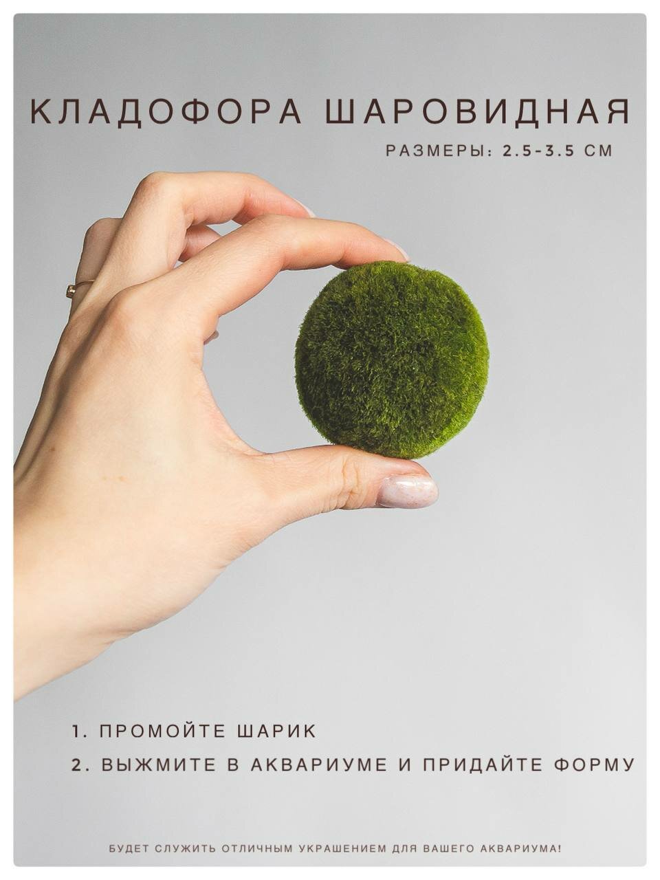 Кладофора шаровидная (Aegagropila linnaei) 1.5 - 2.5 см. 3шт. + 1шт. подарок.