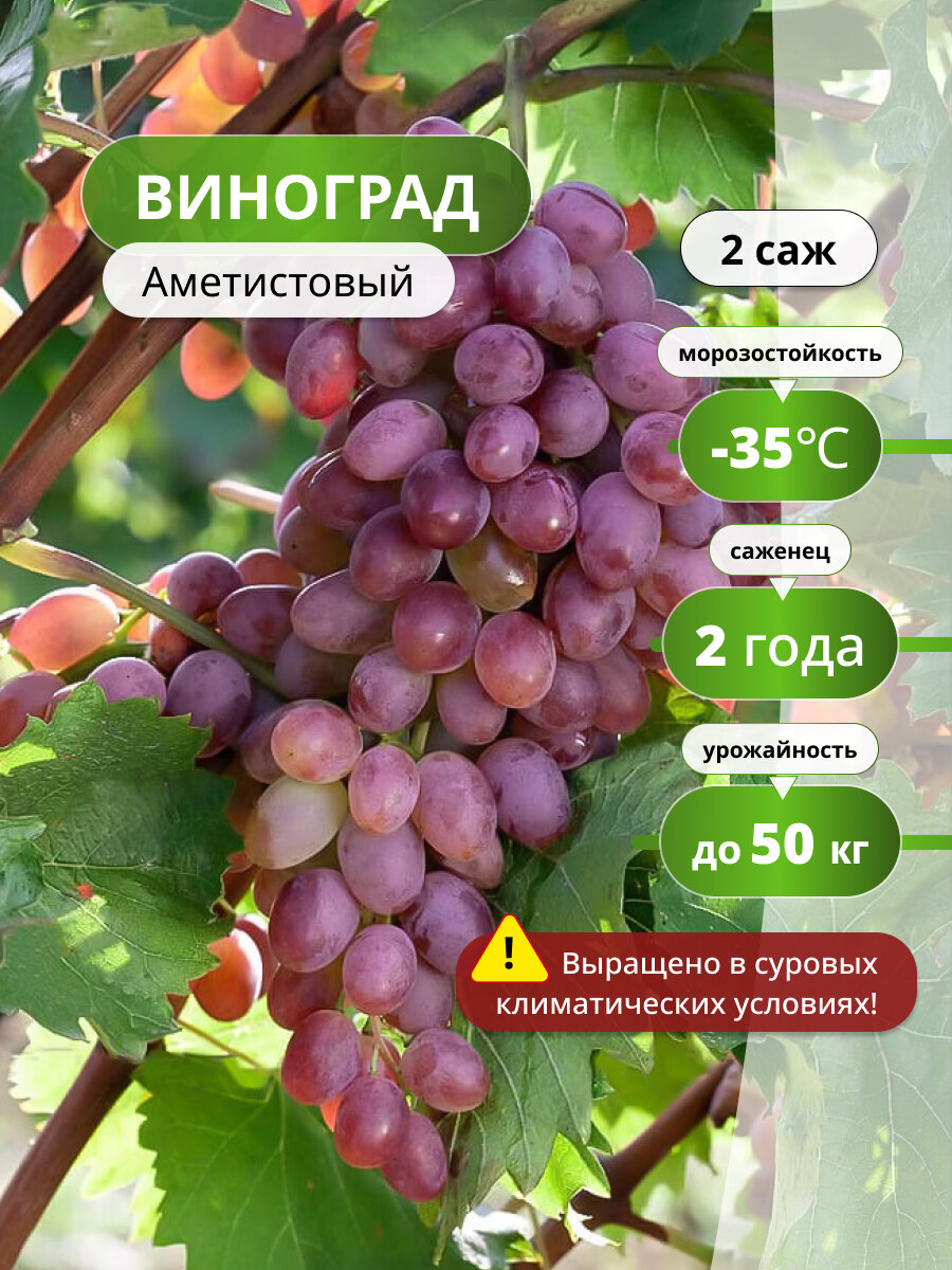 Виноград 