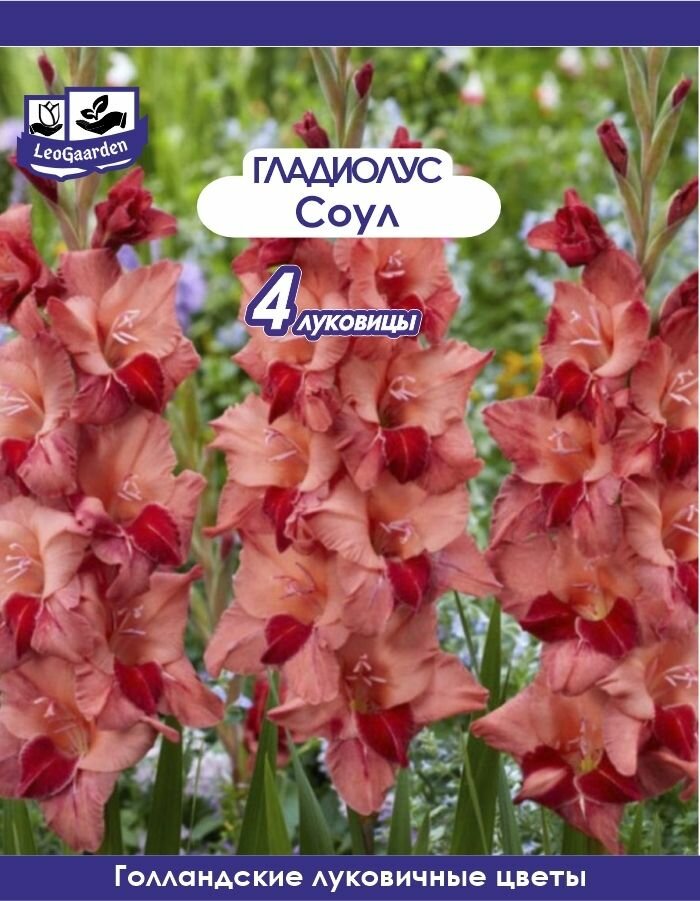 Гладиолус Луковица Соул 4 шт