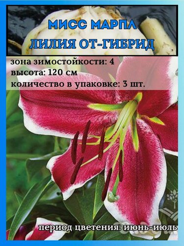 Изображение товара Лилия от-Гибрид, Мисс Марпл, луковицы 3 штуки