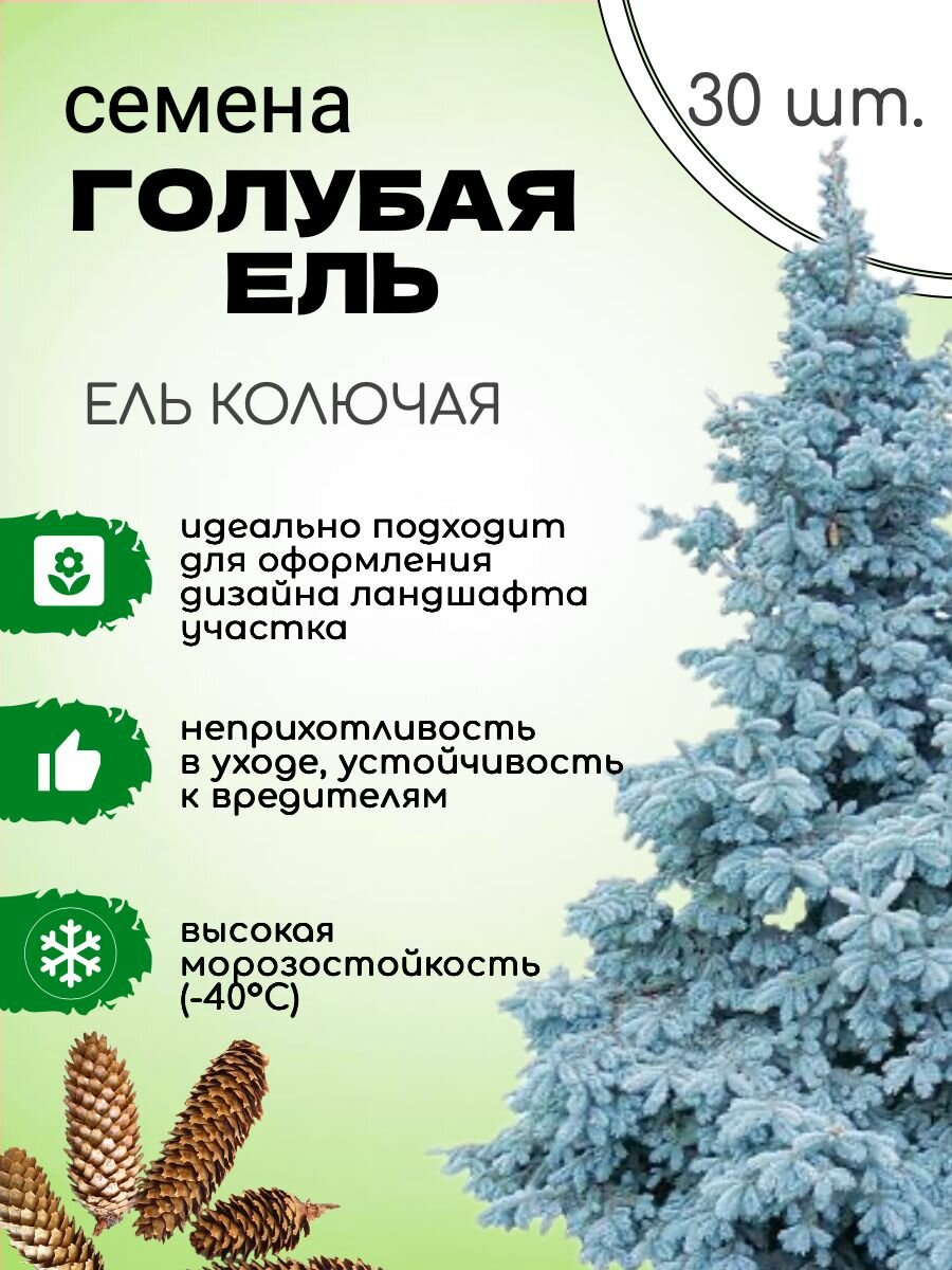 Ель Голубая натуральная, Колючая Семена 30 шт, высокая всхожесть + подарок