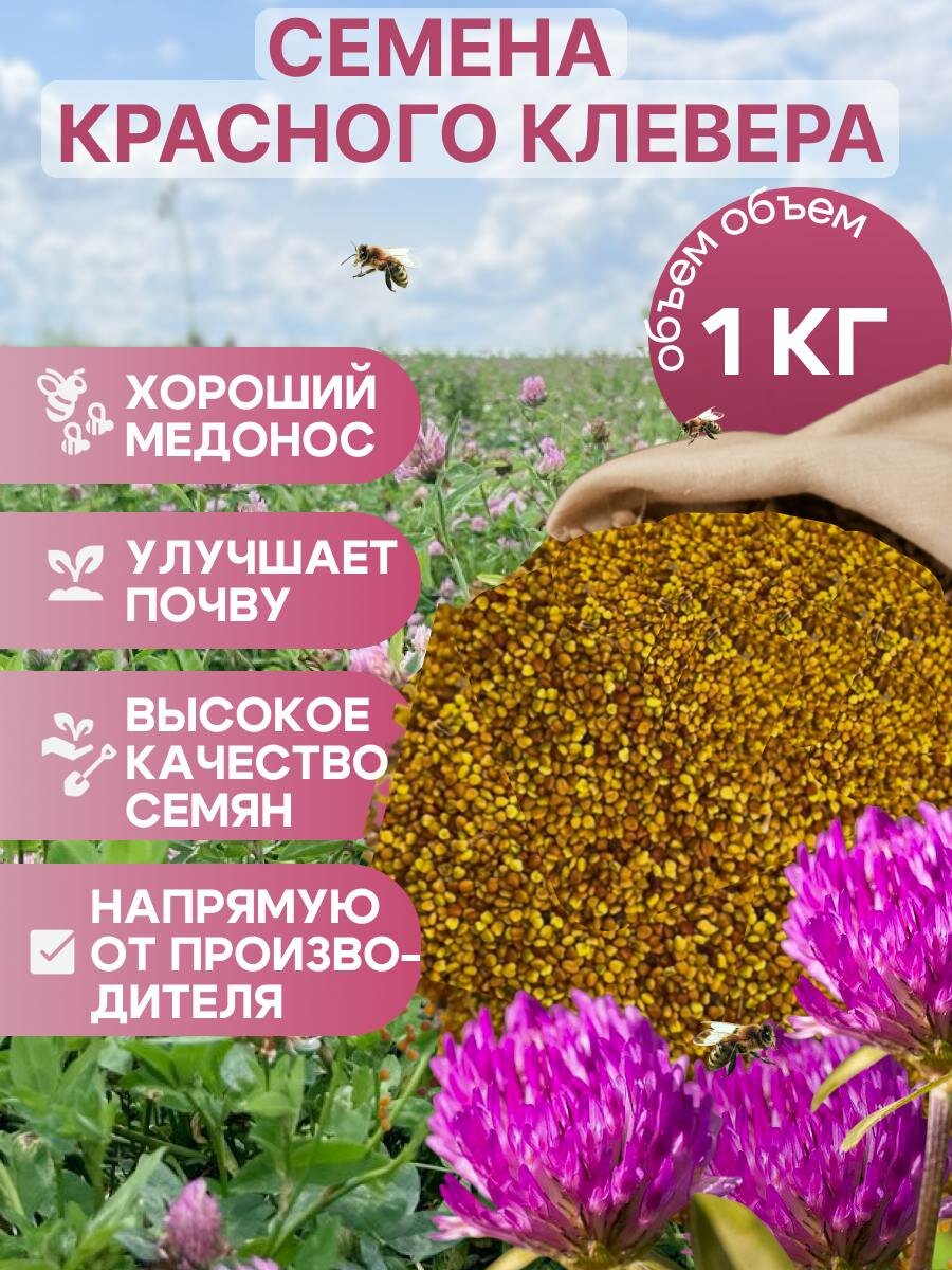 Клевер красный семена медонос зеленое удобрение газон 1кг