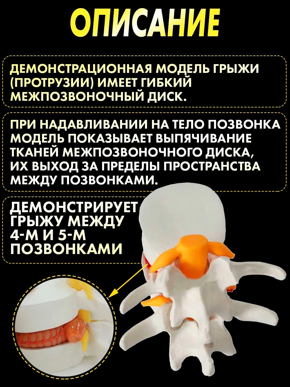 Анатомическая модель — фото 1