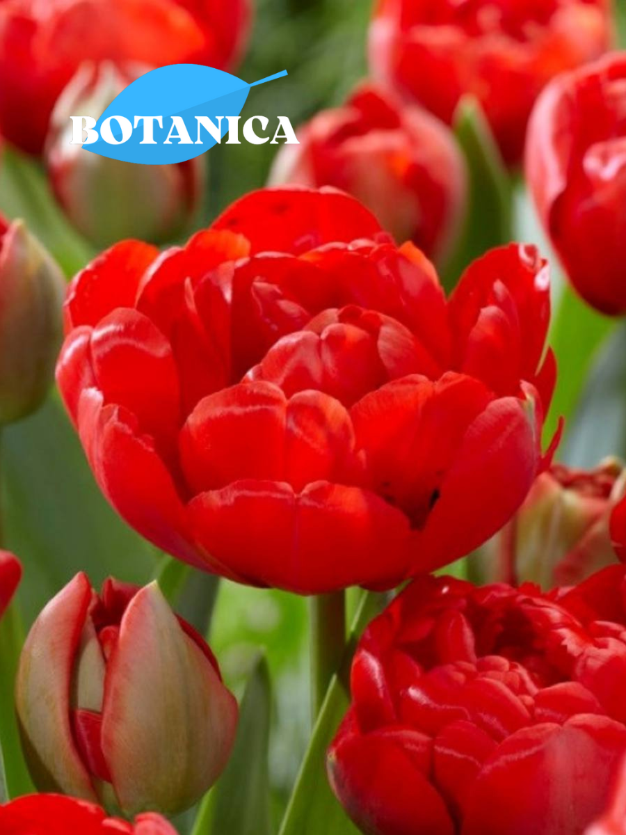 Луковицы цветов, botanica garden, Тюльпан Мира 5 штук (красный)