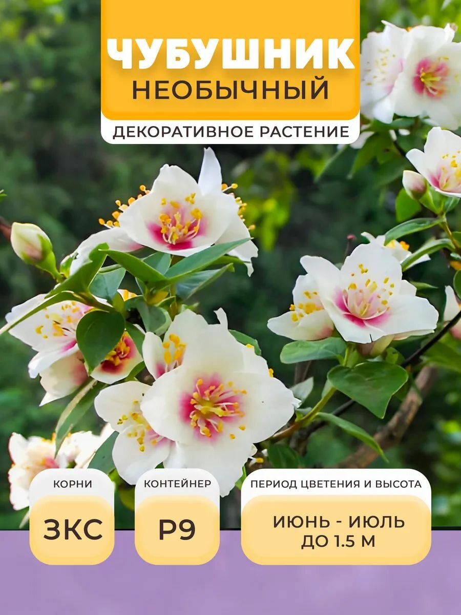 Чубушник саженец Необычный в горшке P9 05 л многолетнее | Микроклон многолетнее | Микроклон