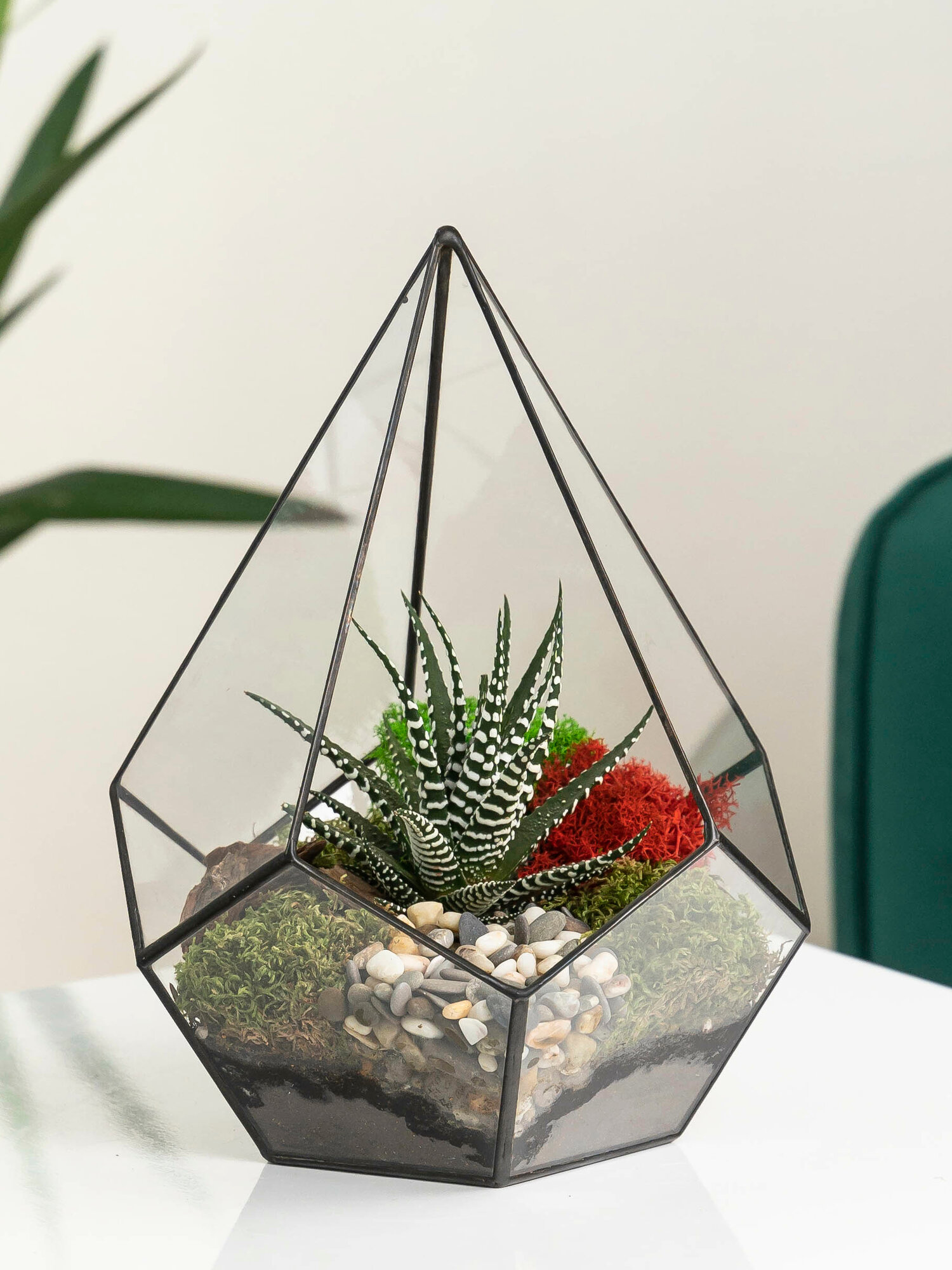 Geo Glass: Суккулент Хавортия во флорариуме , ваза для флорариума Капля , подарок 25 см