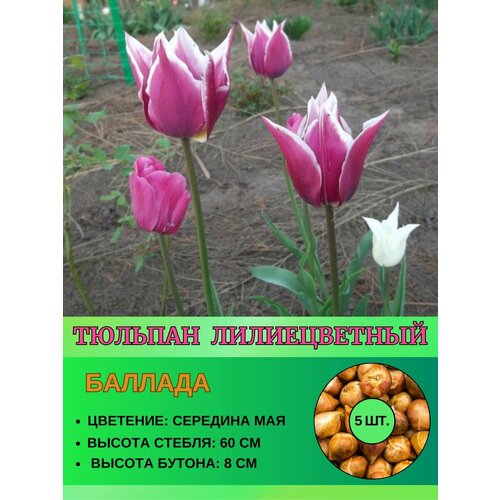 Тюльпан лилиевидный луковицы 5 штук 450₽