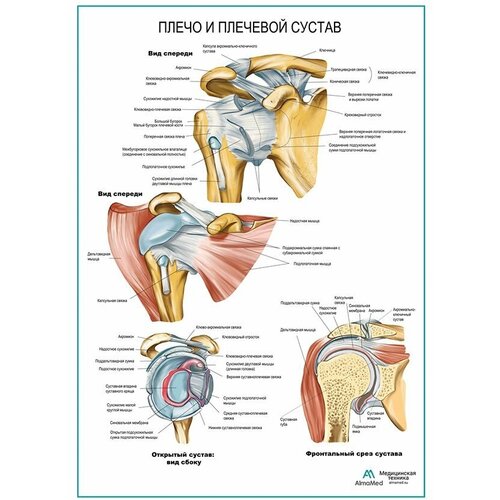 Плечо и плечевой сустав плакат матовый холст от 200 г/кв. м, размер A1+