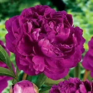 Пион травянистый Виктор Лемуан 1шт