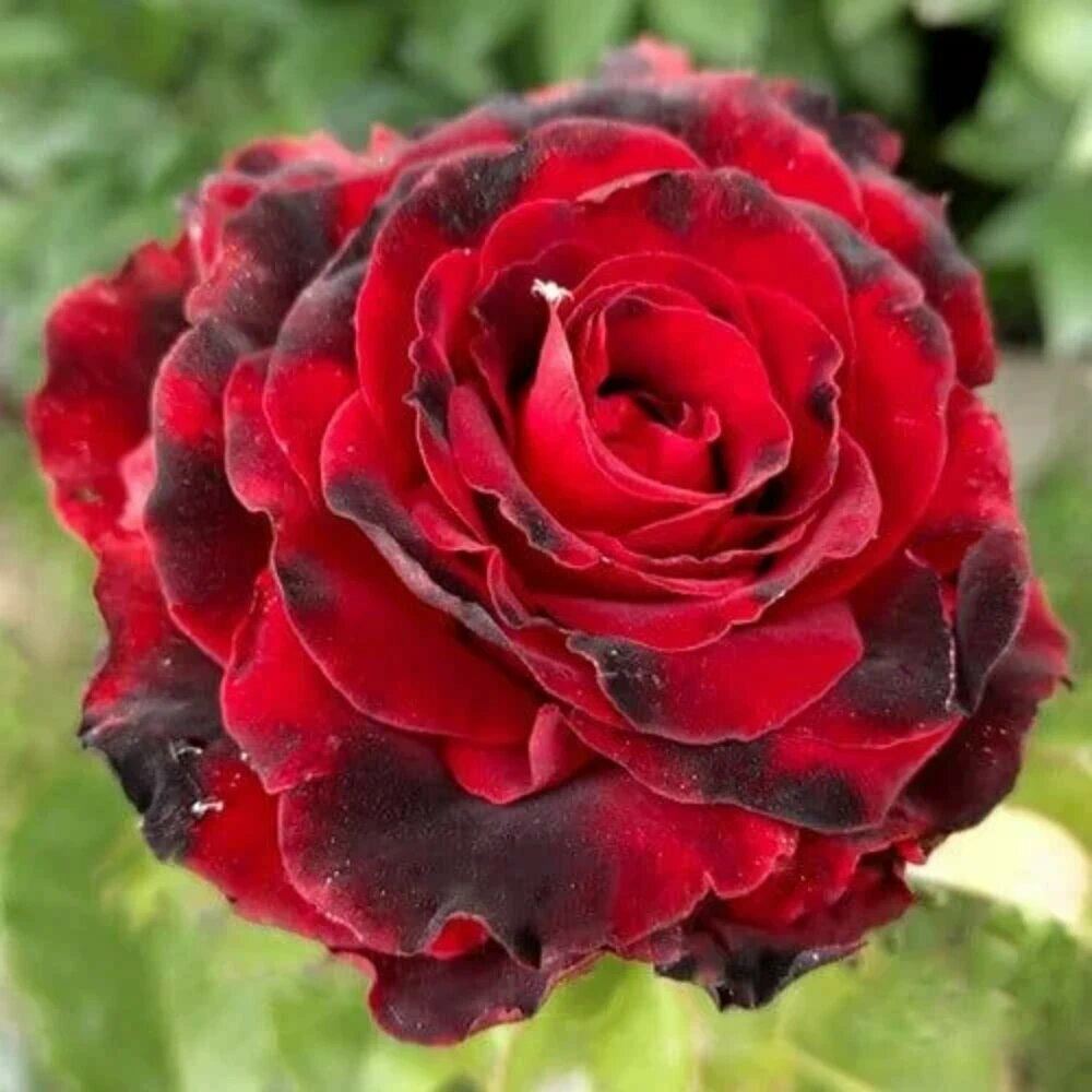 Роза чайно гибридная Лавли Ред  Lovely Red    1 шт  непрерывноцветущая