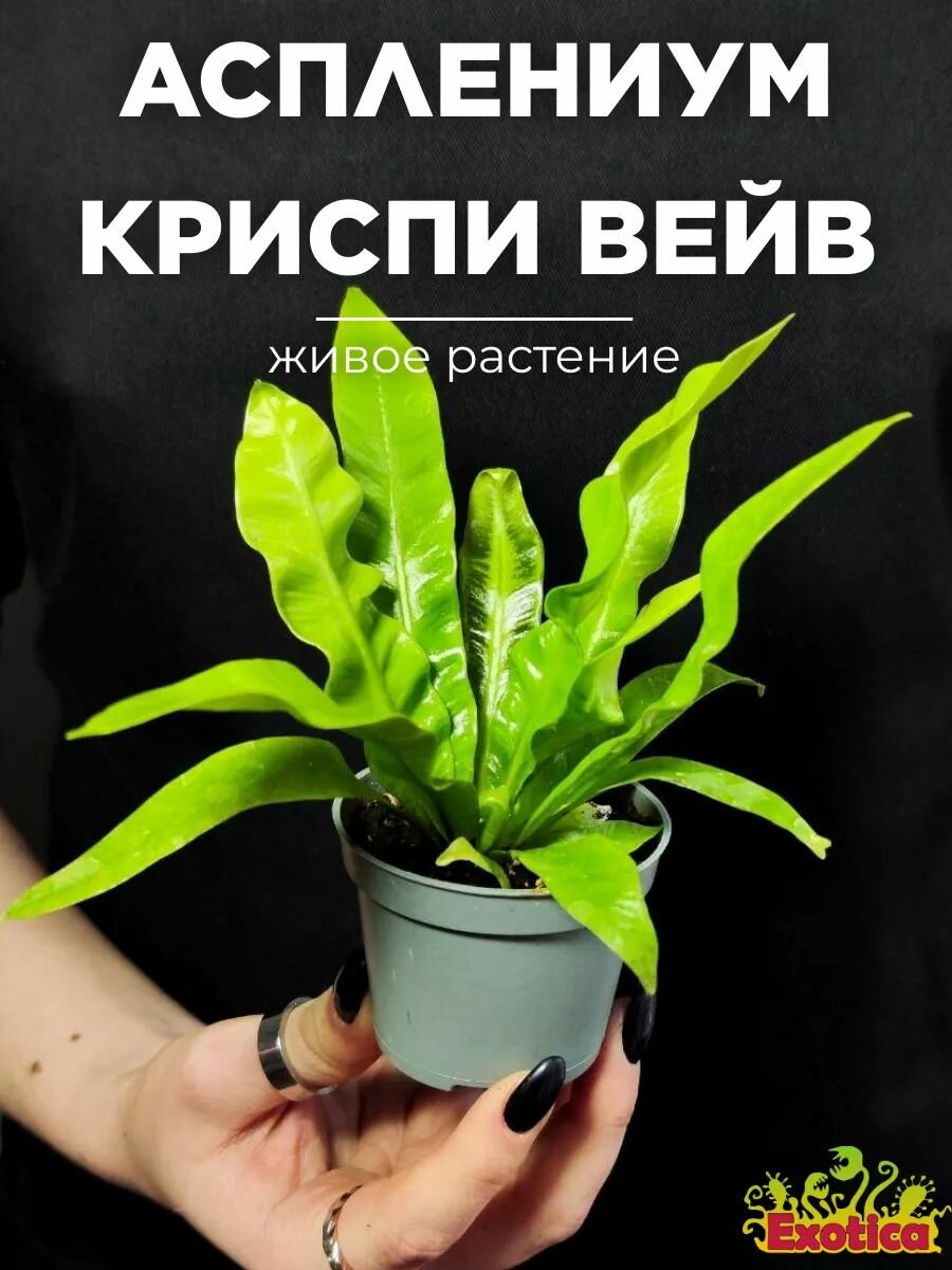 Асплениум Криспи Вейв (Asplenium Crispy Wave) D6см