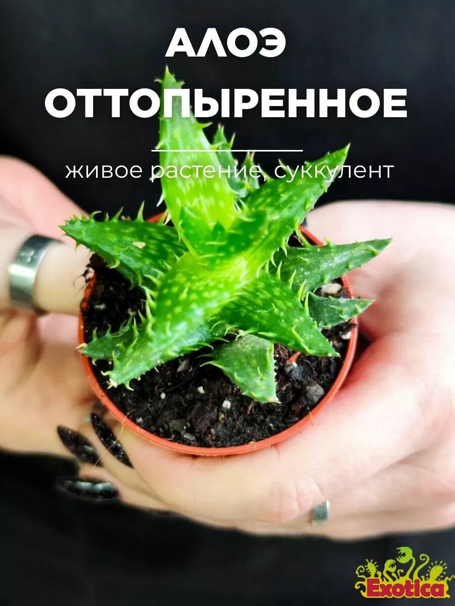 Алоэ Оттопыренное (Aloe Squarrosa) D5см растение в горшке