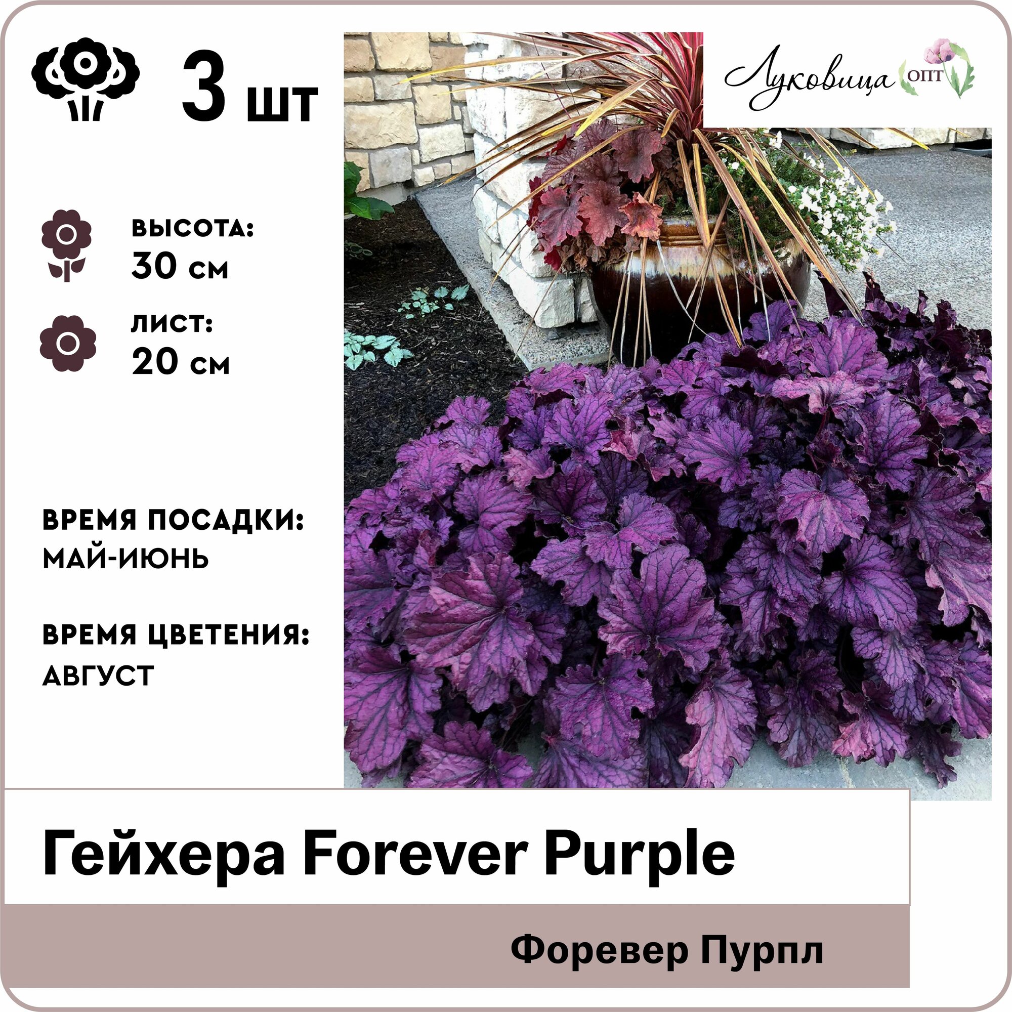 Гейхера Forever Purple (Форевер Перпл) 3шт корни, Голландия