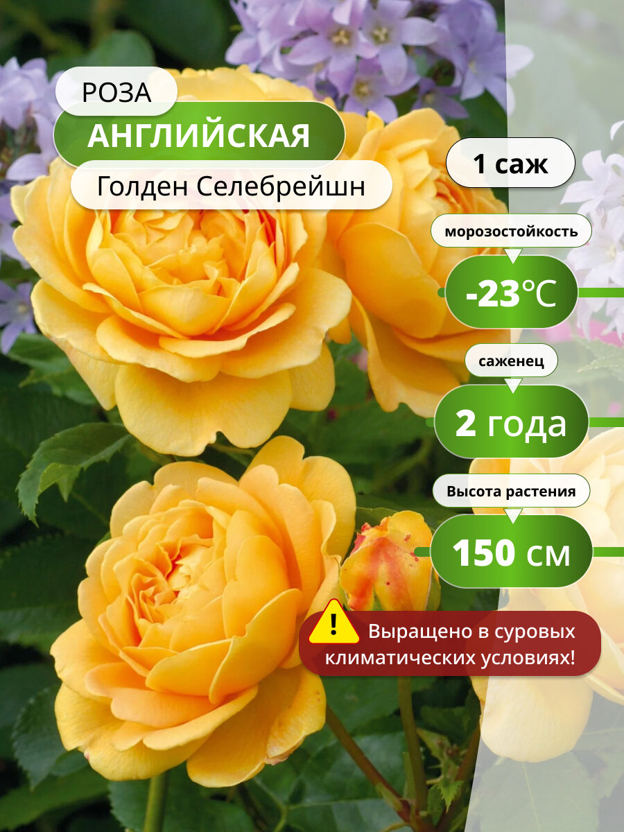 Роза английская Голден Cелебрейшн (Golden Celebration) / 1 шт саженец розы