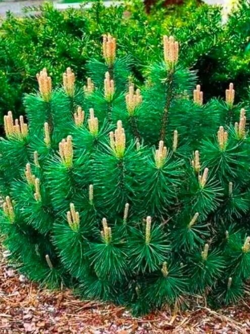 Сосна горная Мугус (стелющаяся)