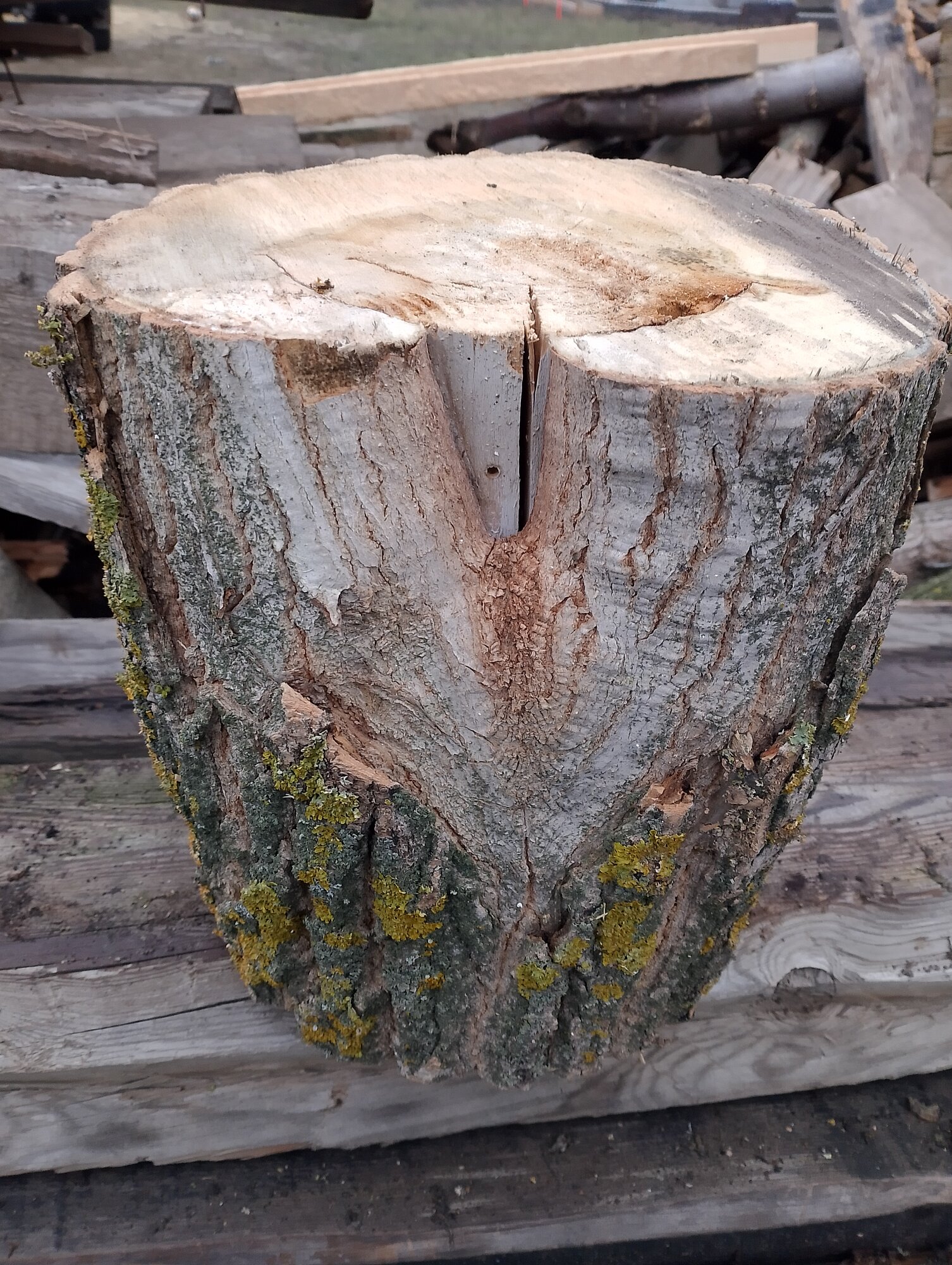 Пень (чурка, колода) натуральный не обработанный из клена, диаметром 25 см