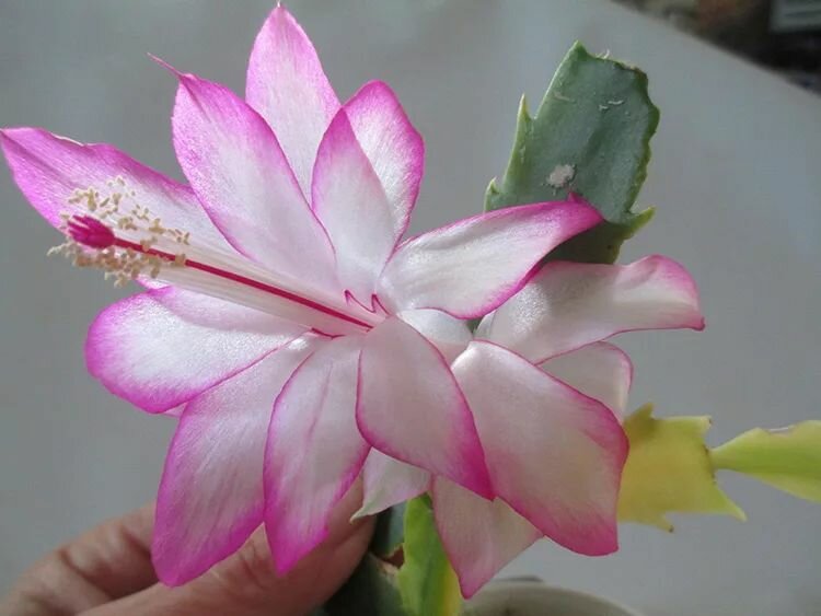 Декабрист MIX