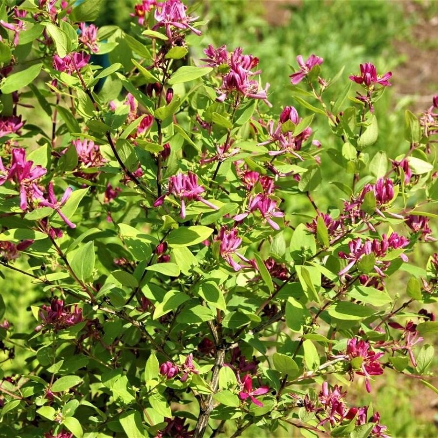 Семена Deodar SEEDS COMPANY Жимолость татарская 20 шт.