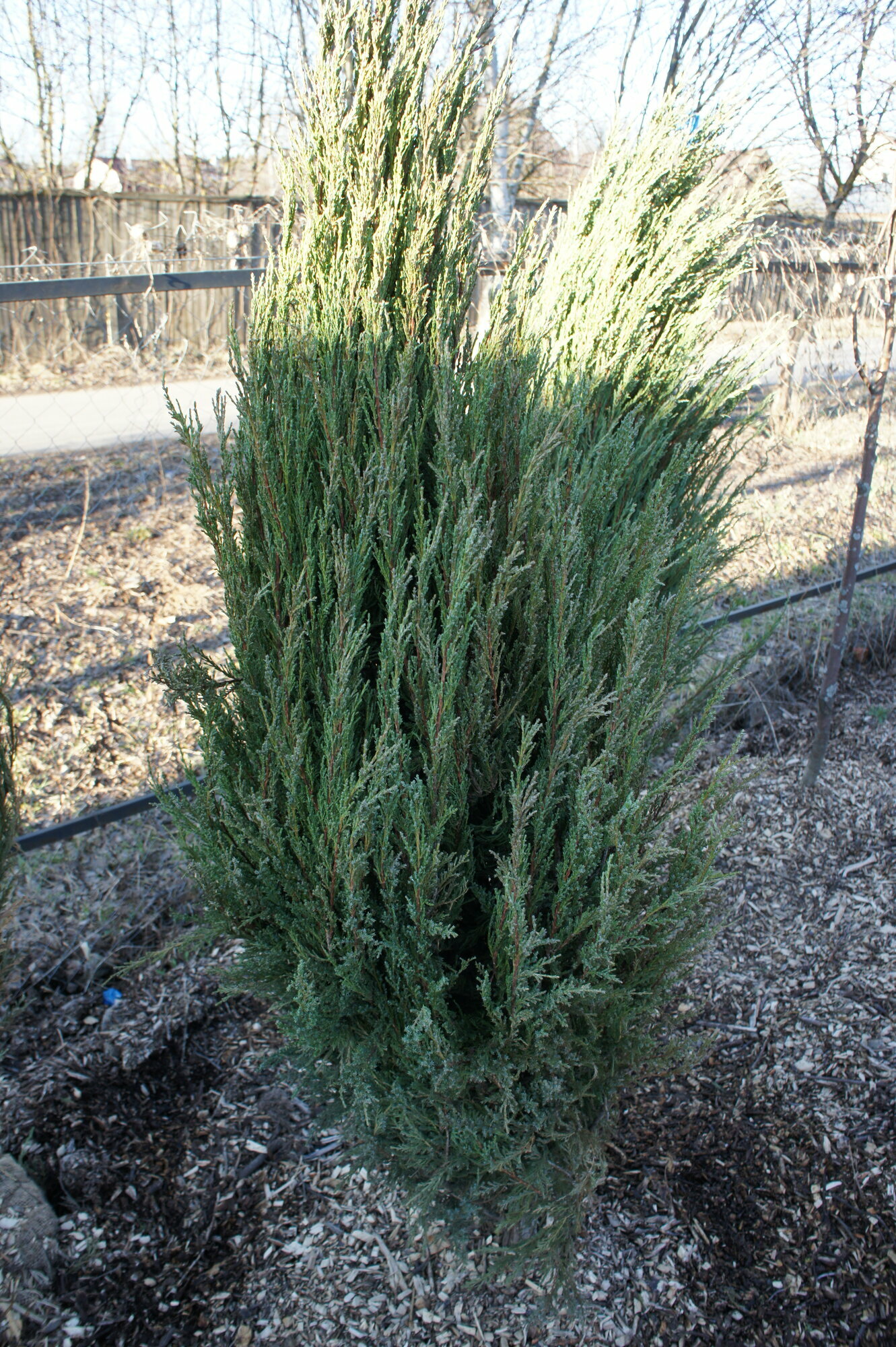 Можжевельник Скальный, 160-180 см, Juniperus Scopulorum, декоративное хвойное растение