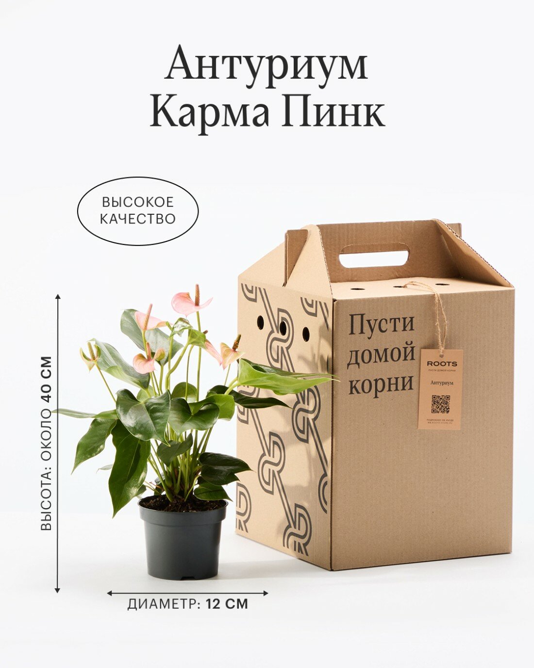 Антуриум Карма Пинк диаметр 12