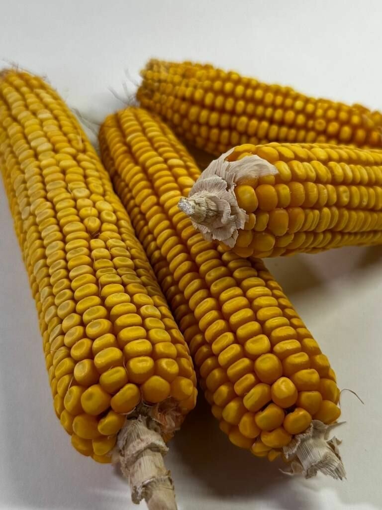 Кукуруза(зерно) в початках - корм для грызунов и птиц