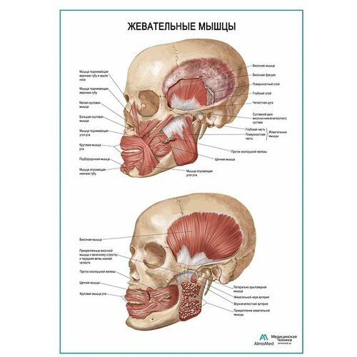 Жевательные мышцы плакат глянцевая фотобумага от 200 г/кв. м, размер A2+