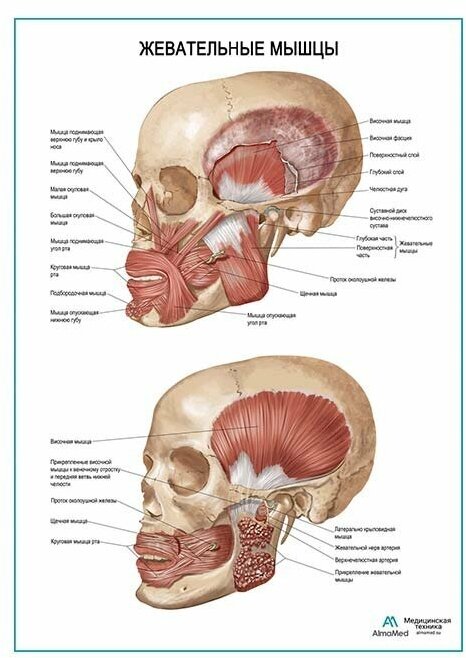 Жевательные мышцы плакат глянцевая фотобумага от 200 г/кв. м, размер A1+