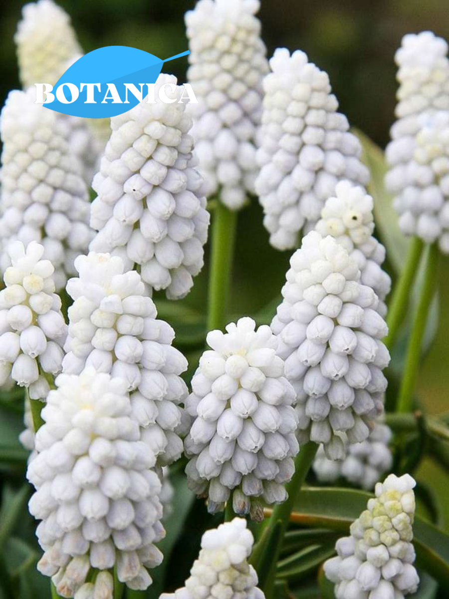 Луковицы цветов botanica garden Мускари Сибериан Тайгер (10 штук)