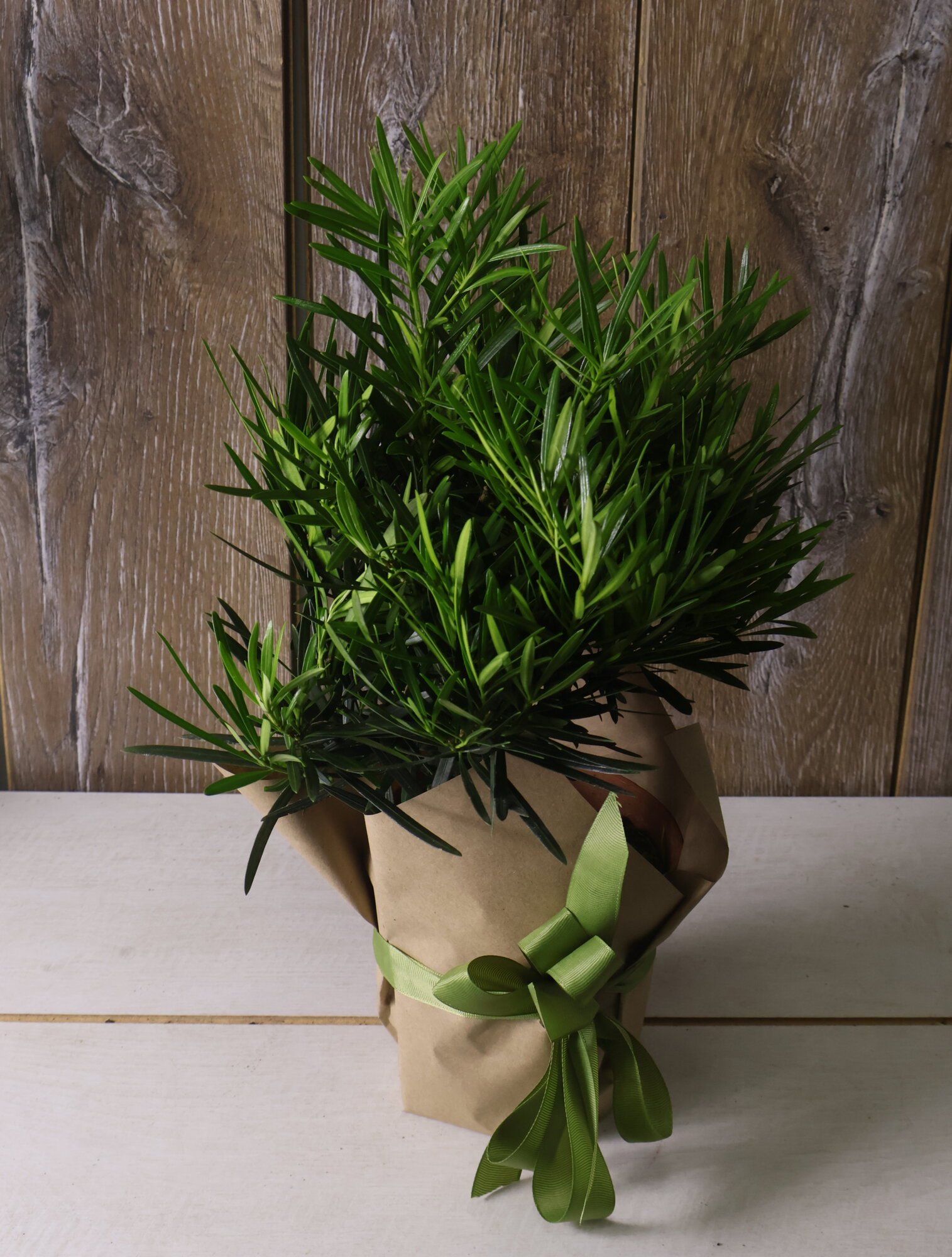 Бонсай Подакарпус штамб высота 40 см.