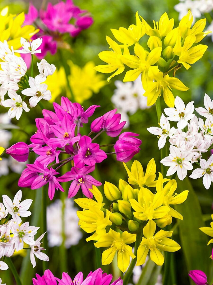 Набор луковиц Holland Bulb Market 