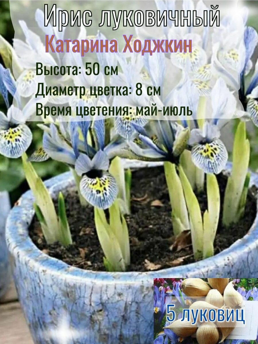 Ирис луковичный, многолетний 5 штук