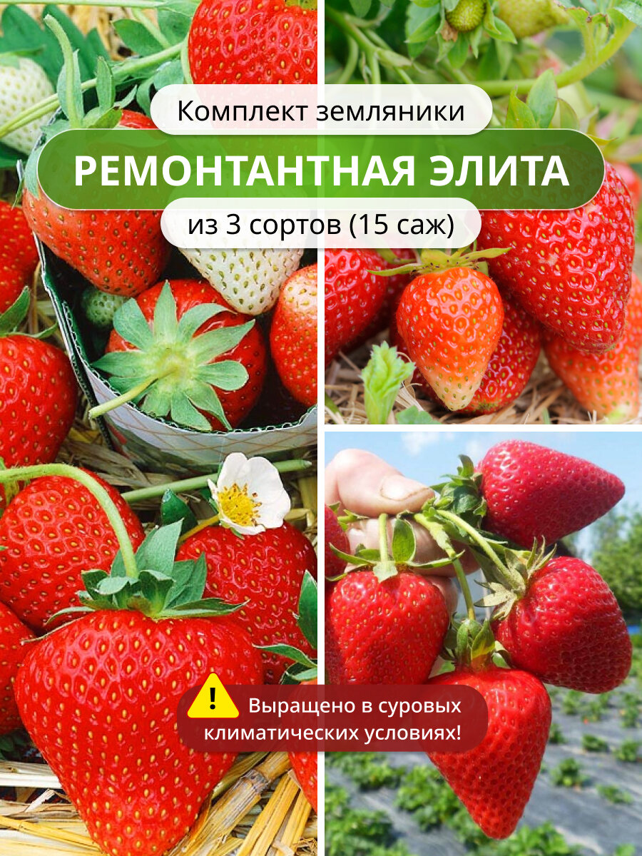 Комплект клубники Ремонтантная элита из 3 сортов 15 саженцев