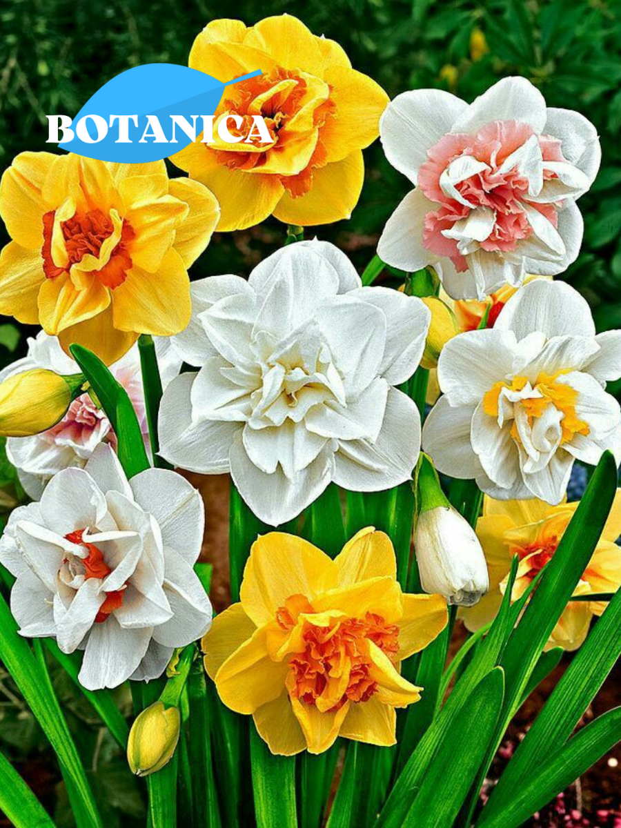 Луковицы цветов botanica garden Нарциссы Махровый Микс (5 штук)