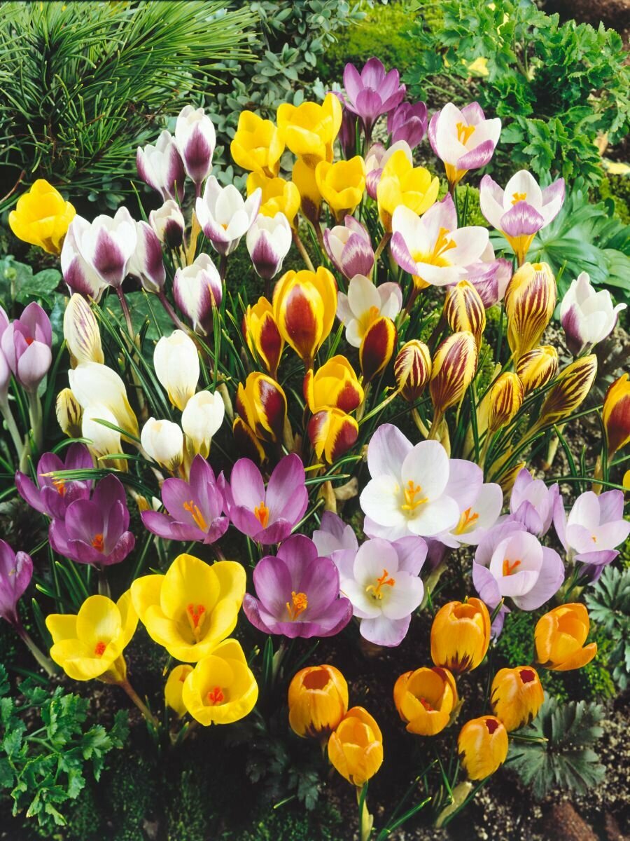 Крокус ботанический микс (15 лук) / луковичные многолетние цветы