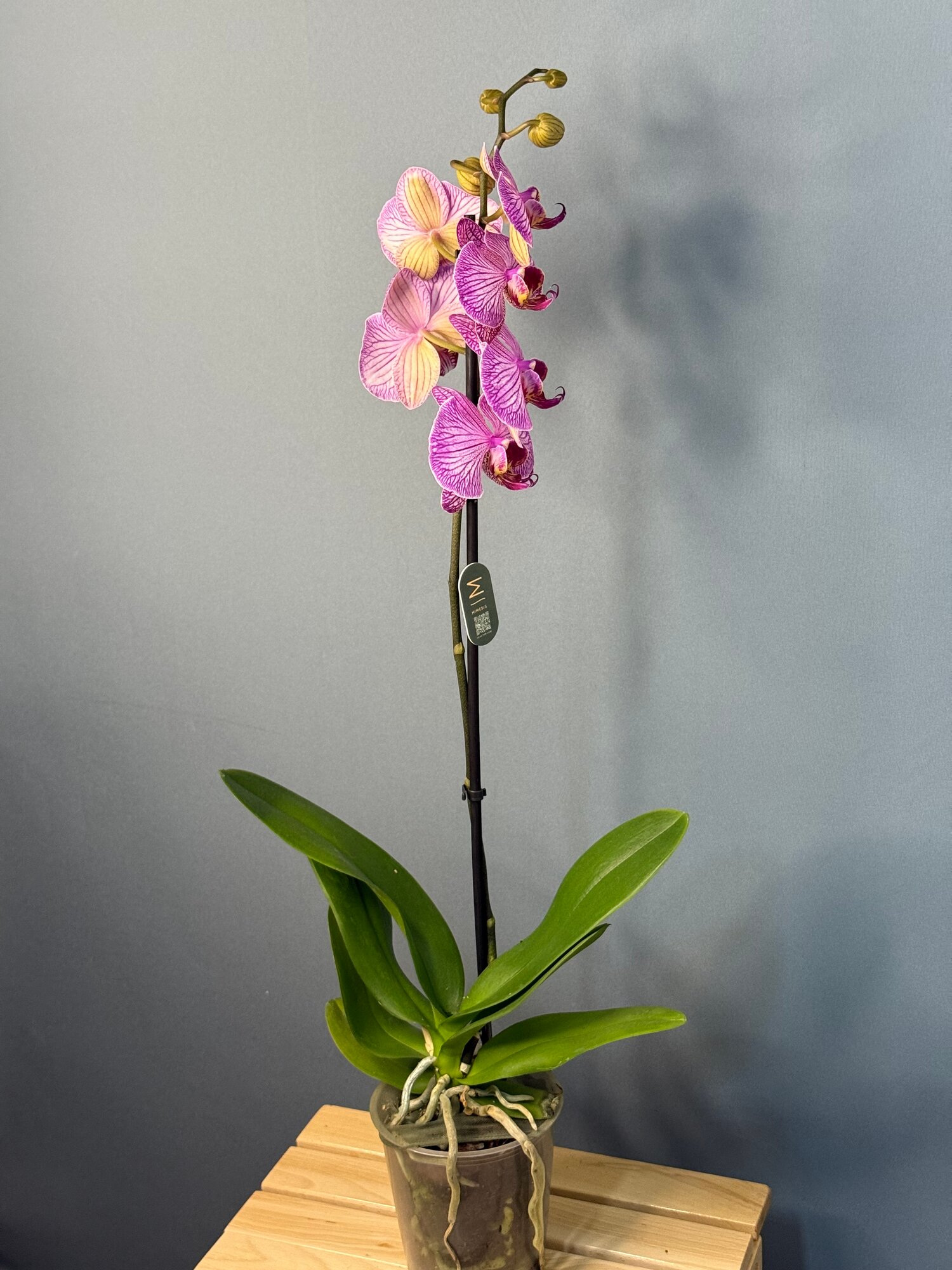 Орхидея Фаленопсис Макси, 1 цветонос (Phalaenopsis) — изысканная высота и элегантность
