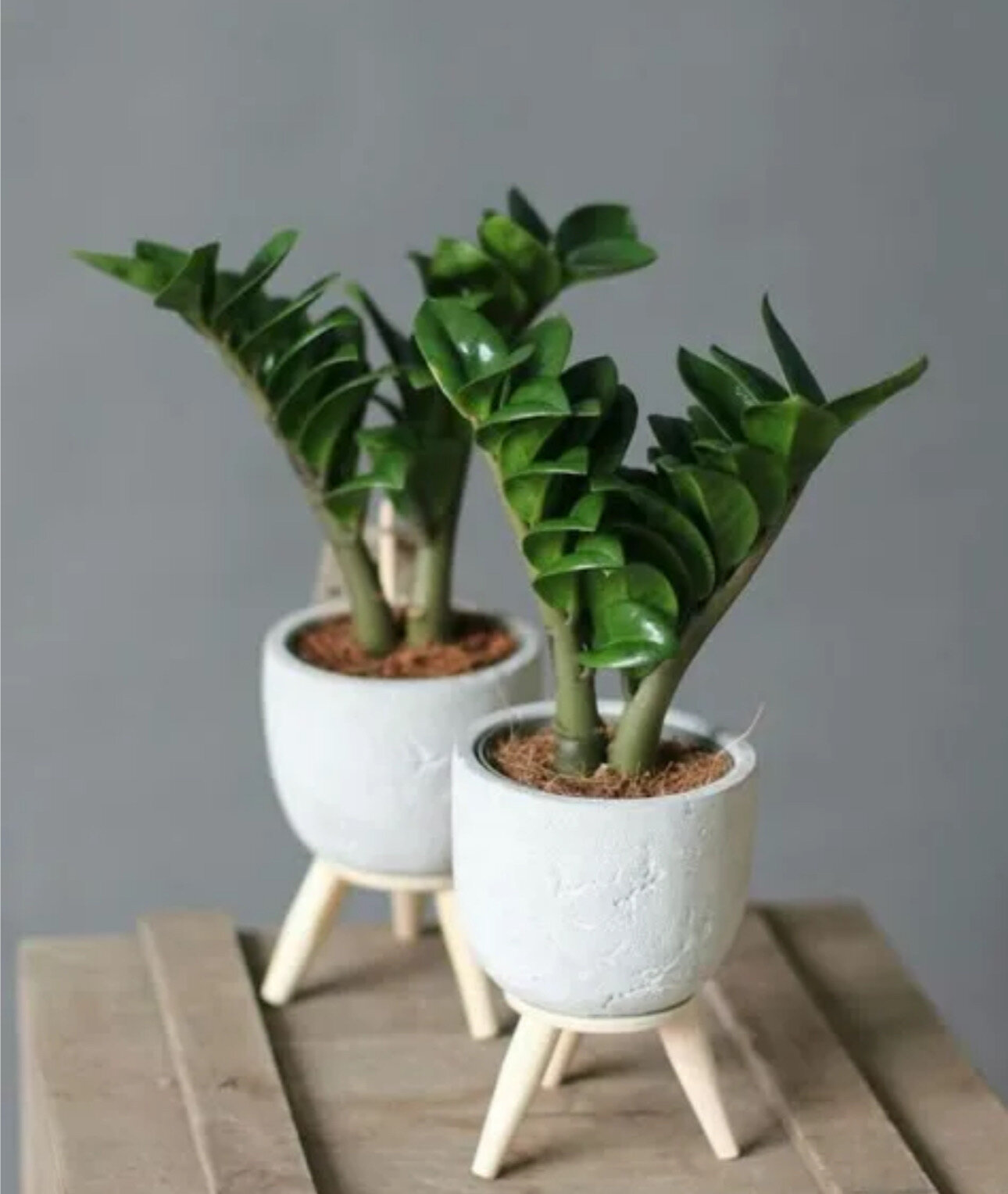 Замиокулкас Жук h-25/30cm/d9