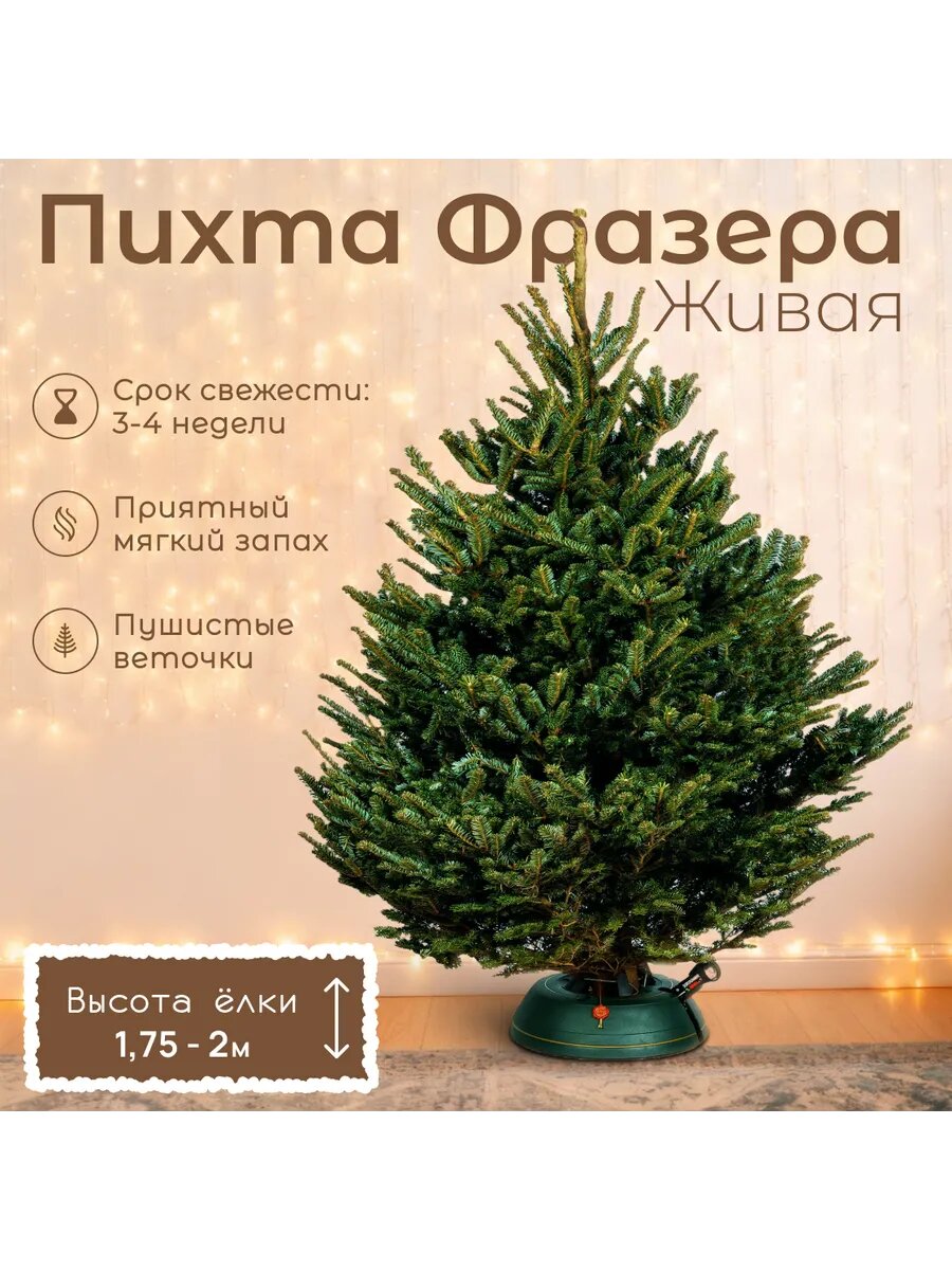 Новогодняя ёлка живая Пихты Фразера ELKI SALE 175 - 2 м