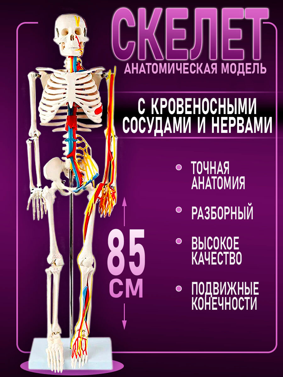 Анатомическая модель скелета человека с кровеносными сосудами и нервами на подставке 85см